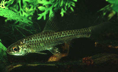 Barbus radiatus